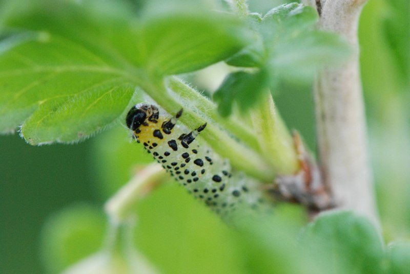 Pyralis farinalis
