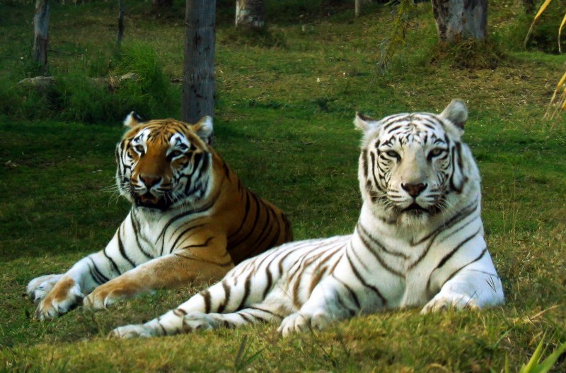 Бенгальский тигр животного (52 фото)