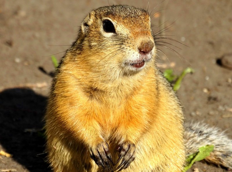 Желтый суслик Spermophilus fulvus