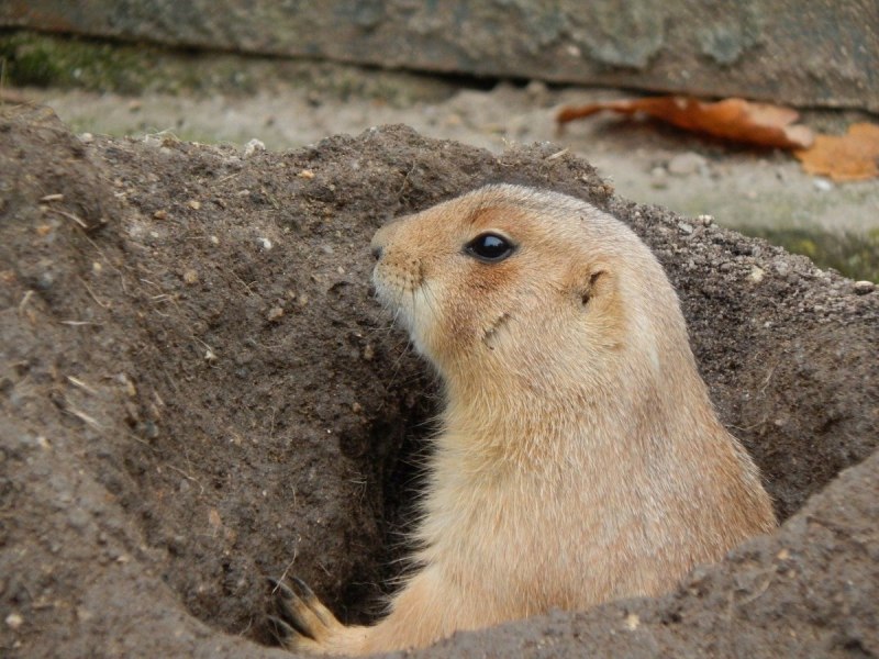 Cynomys ludovicianus