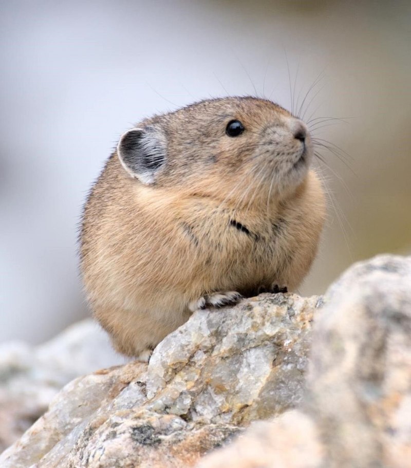 Сурок Степной, Байбак (Marmota Bobak)