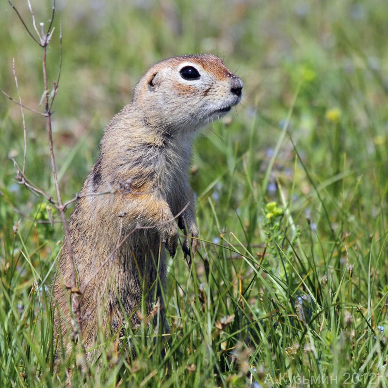 Даурский суслик (Spermophilus dauricus)