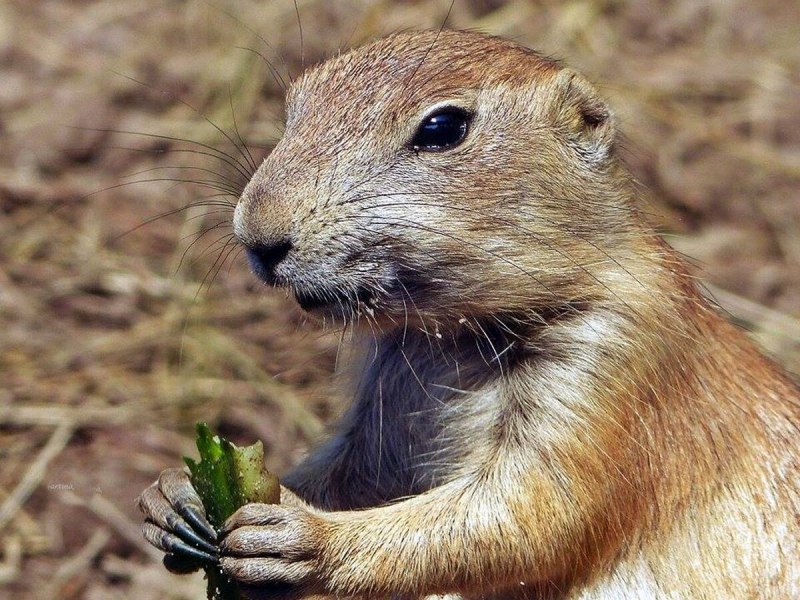 Сурок Степной, Байбак (Marmota Bobak)