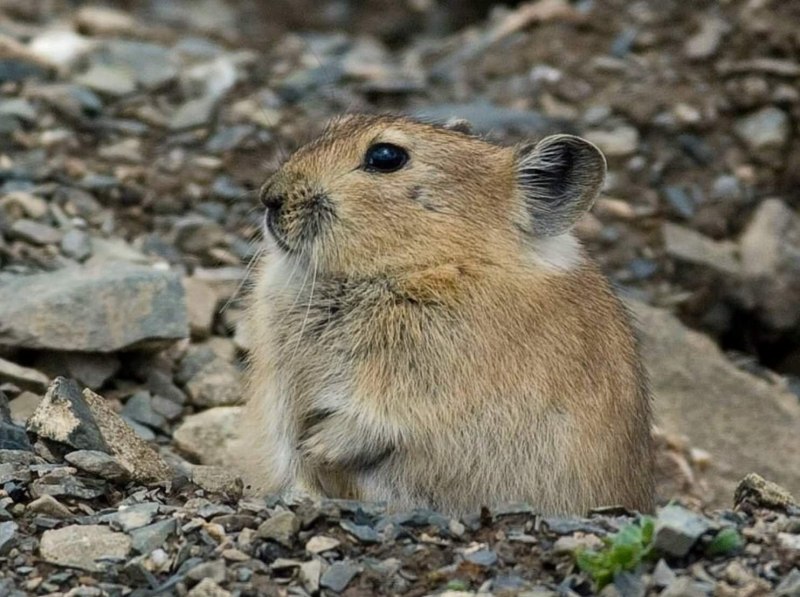 Cynomys ludovicianus