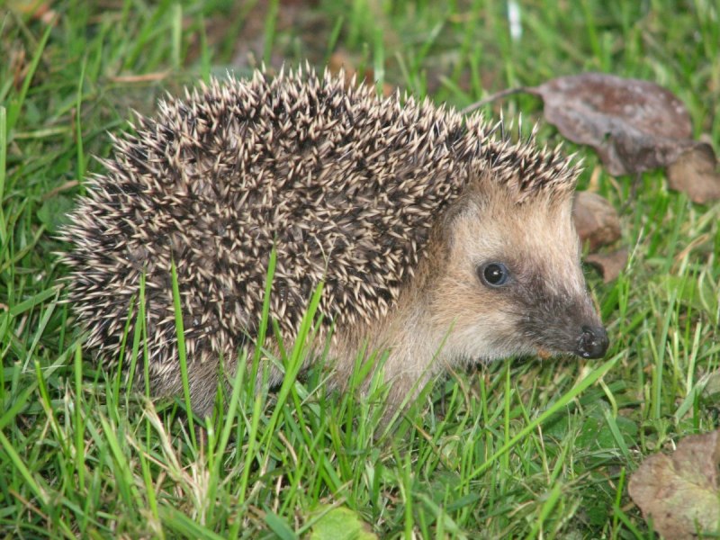 Ёж белогрудый (Erinaceus concolor)