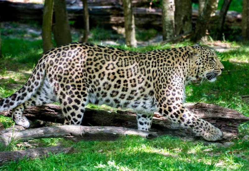 Среднеазиатский леопард (63 фото)