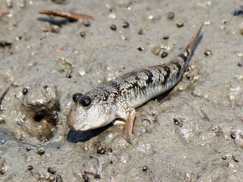 Periophthalmus barbarus
