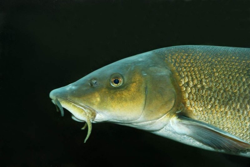 Silurus GLANIS рыба