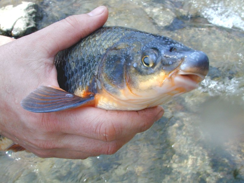 Прозрачные морские животные