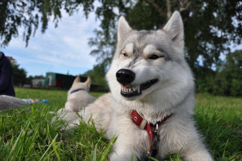 Маламут злой