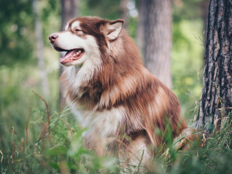 Julia siomuha photo Dogs