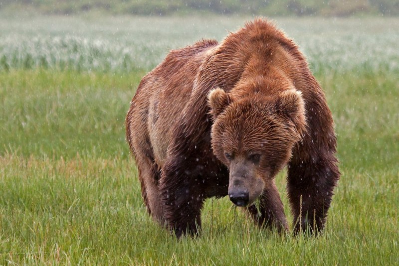 Бурый медведь (лат. Ursus arctos)