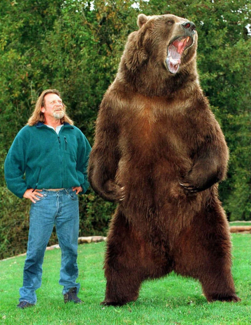 Ursus arctos middendorffi