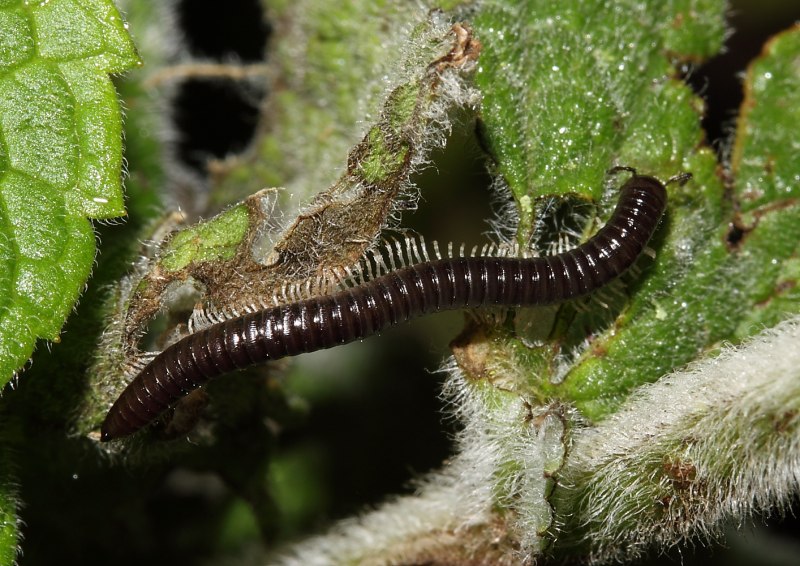 Кивсяк Anadenobolus monilicornis