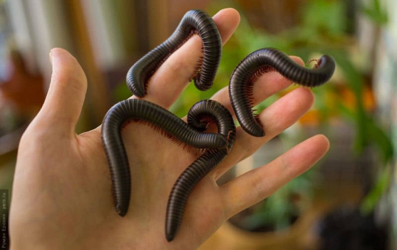 Ophistreptus guineensis