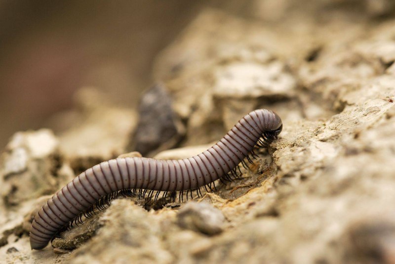 Millipede Millipede