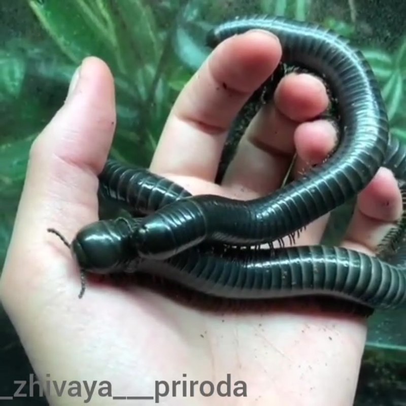 Радужный кивсяк