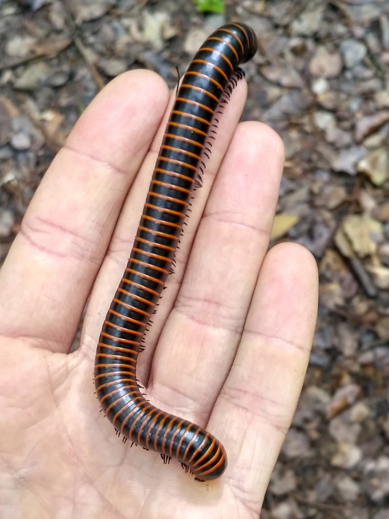 Millipede Millipede