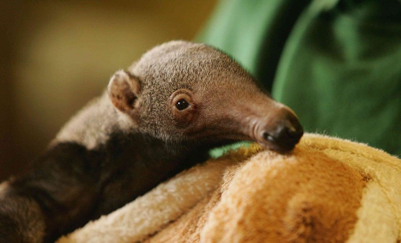 Giant Anteater