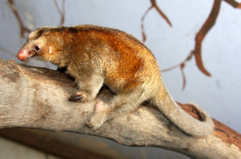 Карликовый муравьед (Cyclopes didactylus)