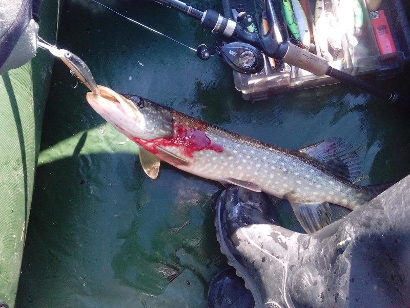 Вид обыкновенная щука - Esox Lucius