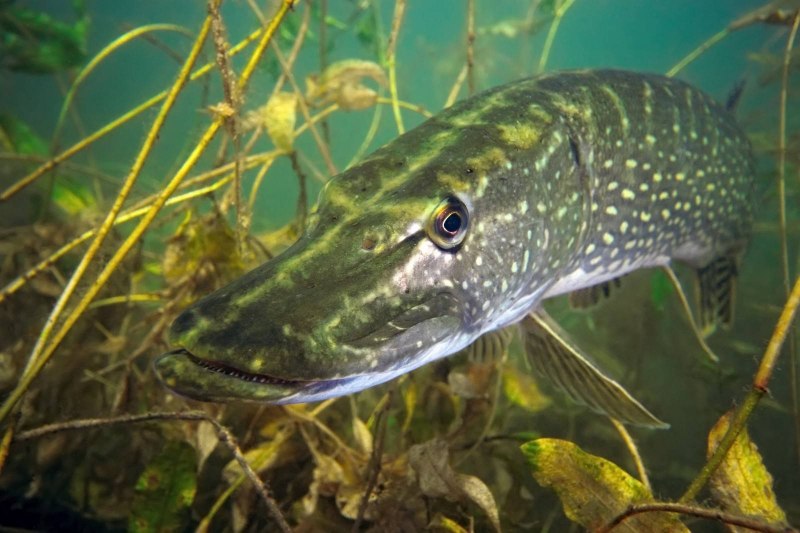 Обыкновенная щука (Esox Lucius)