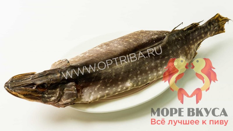 Красивая щука