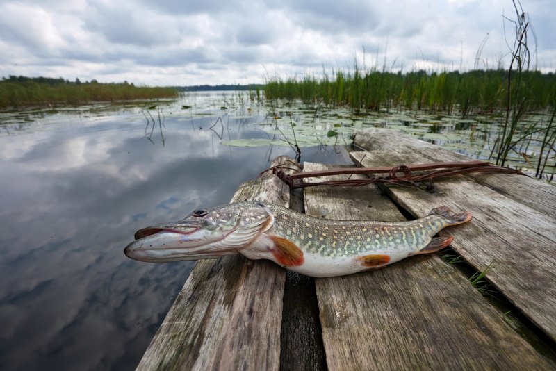 Щука обыкновенная - Esox Lucius рисунок