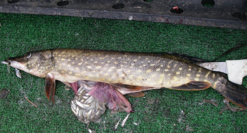 Обыкновенная щука (Esox Lucius)