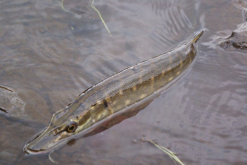 Рыба щука Esox Lucius