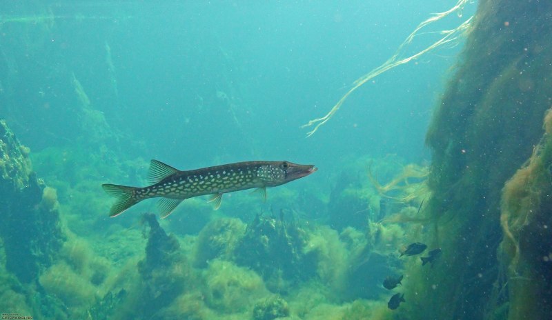 Обыкновенная щука (Esox Lucius)