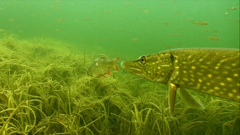 Обыкновенная щука (Esox Lucius)