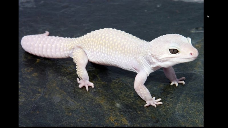 Белый геккон (66 фото)