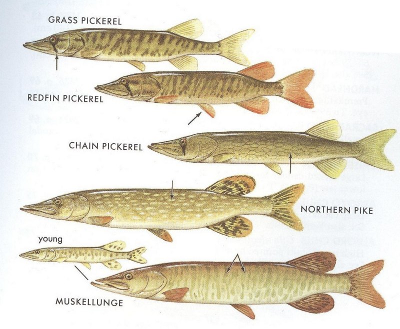 Esox Lucius — обыкновенная щука систематика