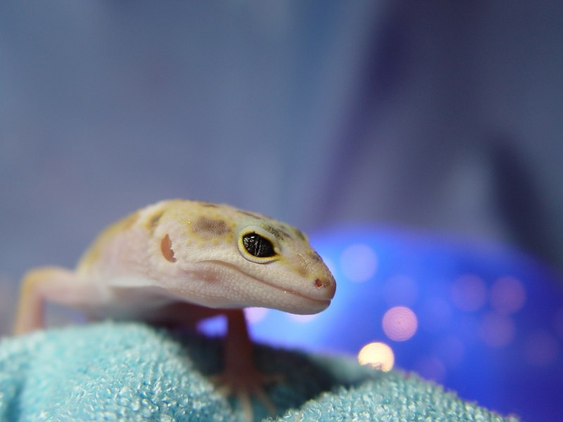 Hemidactylus turcicus
