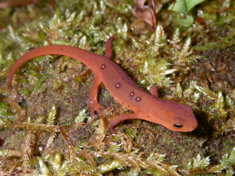 Notophthalmus viridescens