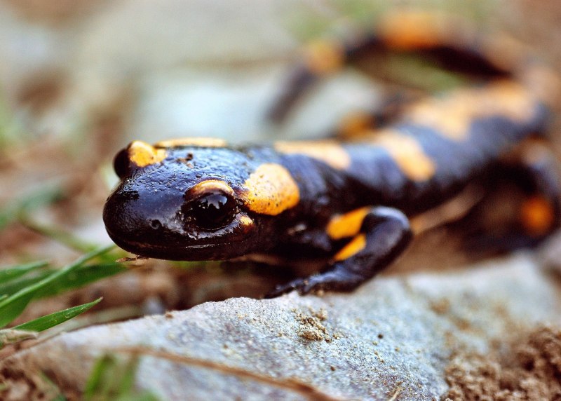 Огненная саламандра Salamandra Salamandra