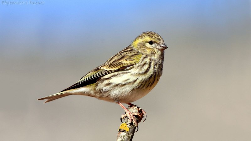 Юрок (fringilla montifringilla)