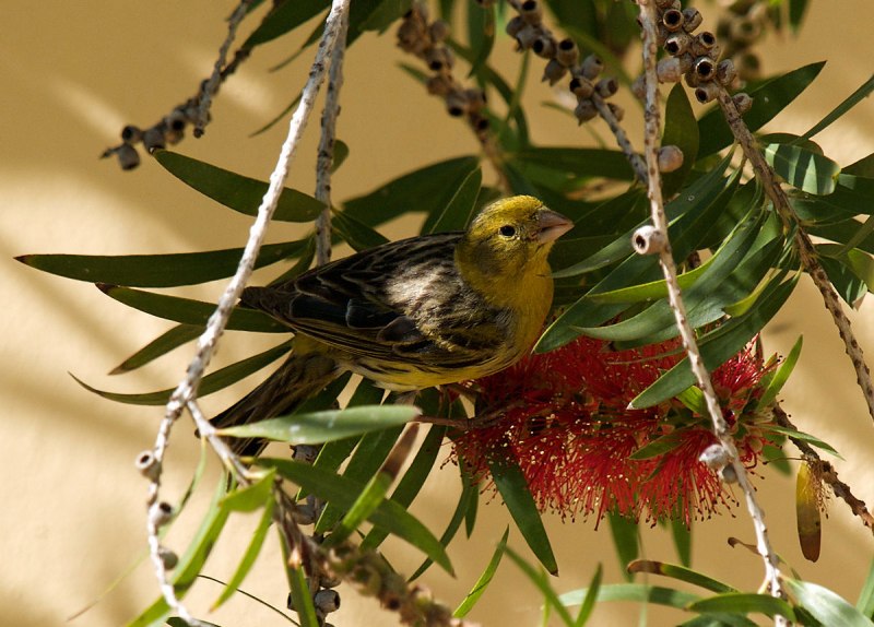 American Goldfinch птица