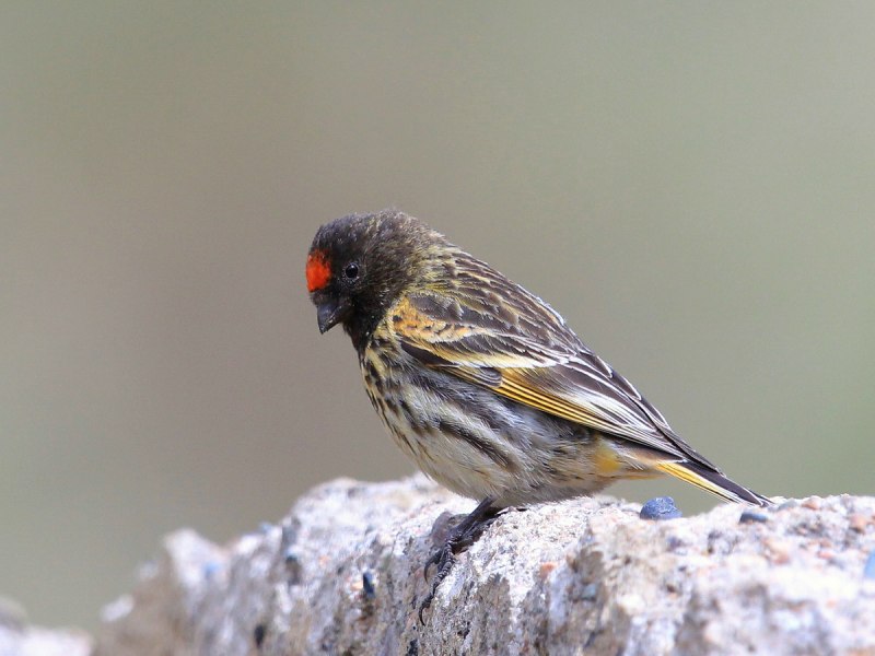 Красношапочный вьюрок (Serinus pusillus).