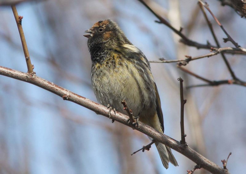 Корольковый вьюрок Serinus pusillus