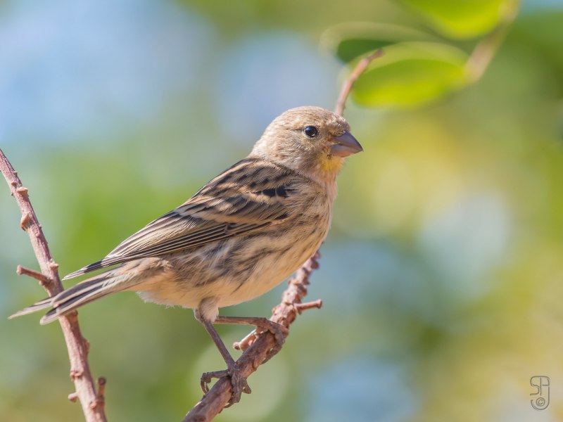Корольковый вьюрок Serinus pusillus
