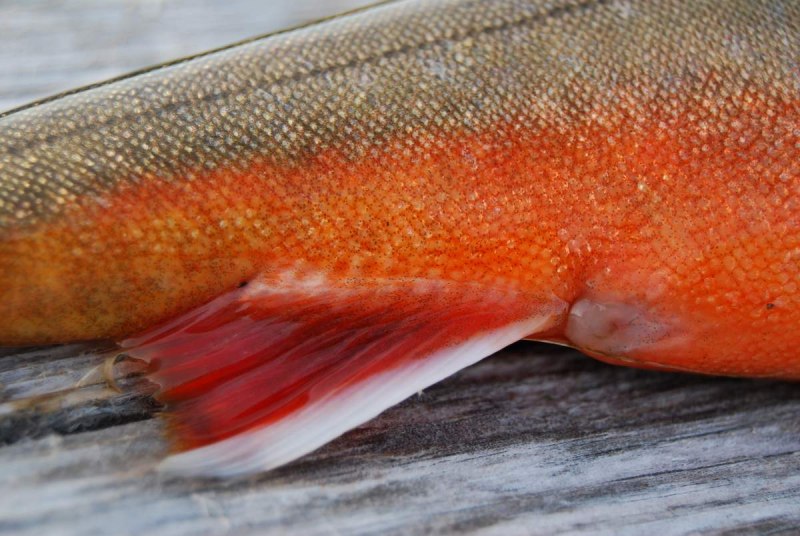Salvelinus – гольцы