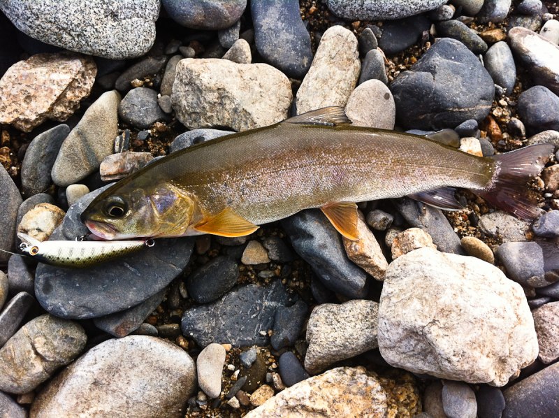 Чавыча Oncorhynchus tshawytscha