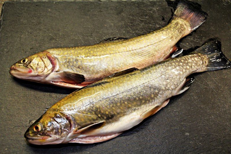Арктический голец Salvelinus Alpinus
