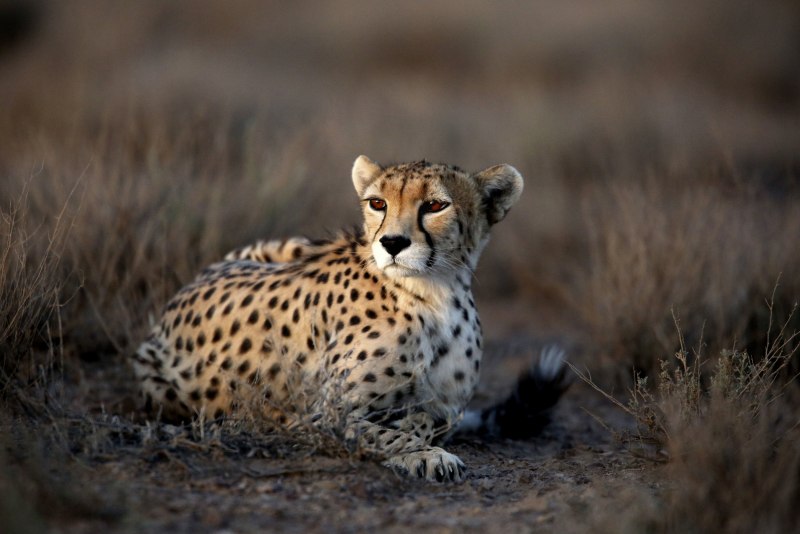 Cheetah (гепард)