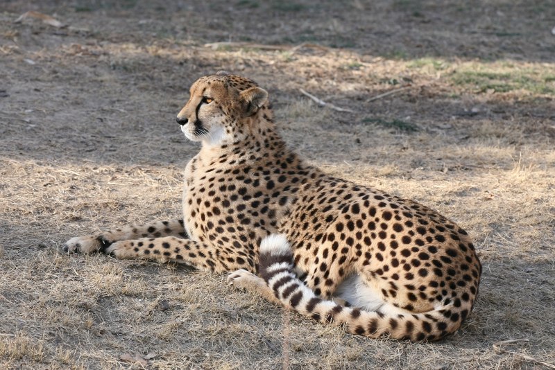 Cheetah (гепард)