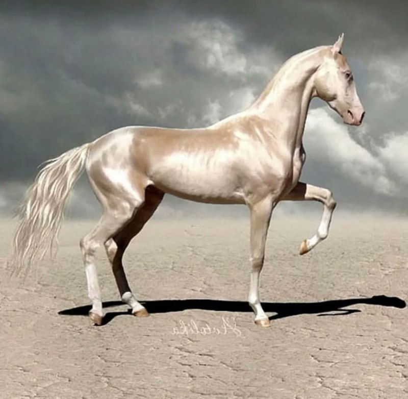 Лошадь белая жемчужина (55 фото)