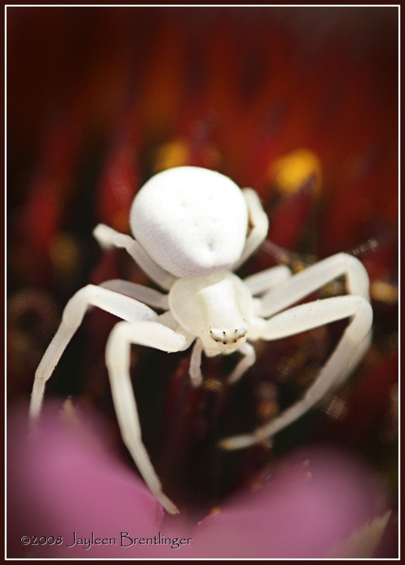 Misumena vatia паук