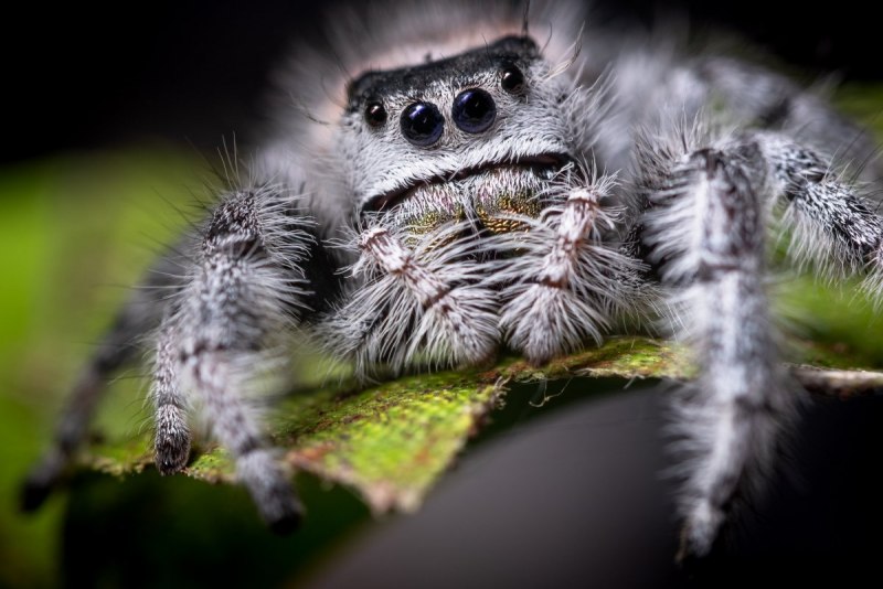 Phidippus Adumbratus